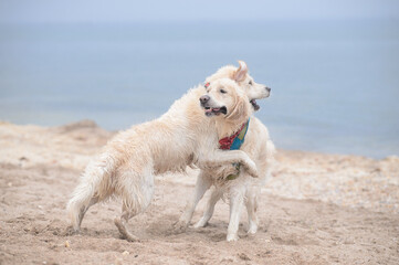 Two Golden Retriever dogs are playing on the beach