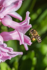 Biene Blüte Frühling 1