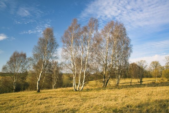 Silver Birch Trees with a dramatic Blue Sky on a Sunny Day, County Durham, England, UK.