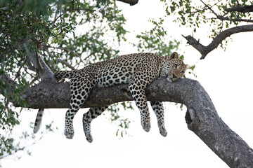 Male Leopard sleeping in a tree on a safari in South Africa