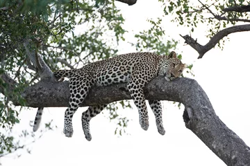 Tuinposter Male Leopard sleeping in a tree on a safari in South Africa © rudihulshof