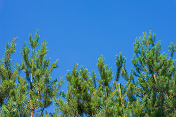 Spring pine forest. Bright contrasting natural background is a combination of blue sky and green trees. Copy space for text