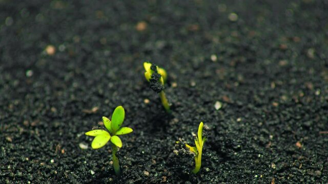 Plant growing nature fresh green grass organic agriculture