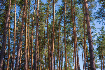 Fototapeta premium Spring pine forest. Bright contrasting natural background is a combination of blue sky and green trees in spring or summer. Beautiful nature recreation mood