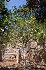 A lemon tree with dozens of lemons on it.