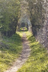 A Footpath leading through a Tunnel of Trees in a Nature Reserve, County Durham, England, UK.