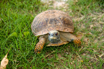 Common Land Box Turtle that can be found throughout the Southwest of the USA 