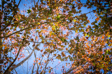 Tree branches with color changing leaves in fall season under the blue sky.