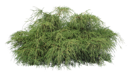 Willow shrub isolated on white background, cutout image