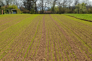 spring seeding green field young plants