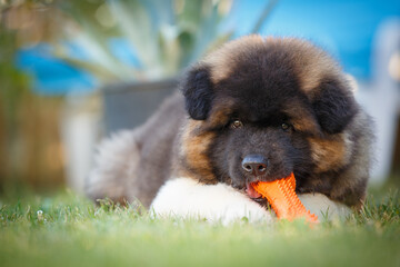 A beautiful American Akita puppy is playing in the grass