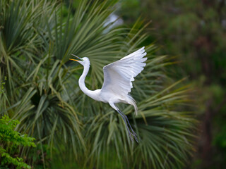 Great Egret flying to nest