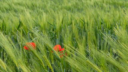 Panoramic view of a wheat field in bloom.
