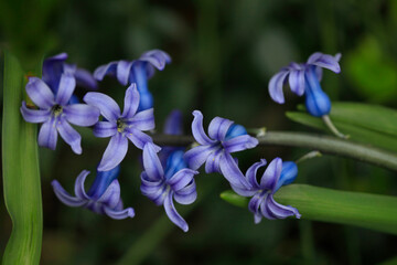 Colorful spring flowers on nature background