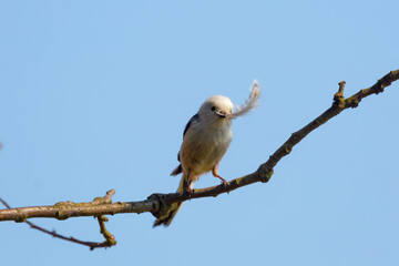 Long-tailed Bushtit is building nest