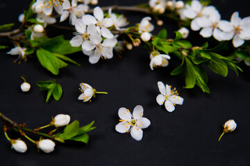Fototapeta na wymiar spring flowers on a black background