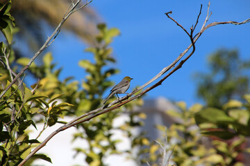 Black-tailed Gnatcatcher on a branch, Baja California Sur, Mexico