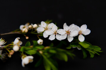 spring flowers on a black background