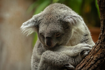 Koala mit gesenktem Kopf