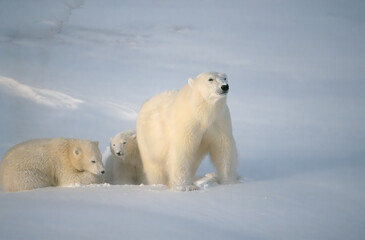 Naklejka na ściany i meble polar bear with her cubs after snow fall
