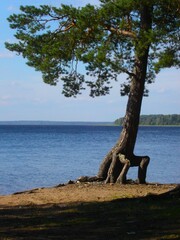 pine tree with roots on water background