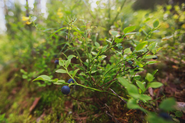 Process of collecting and picking berries in the forest of northern Sweden, Lapland, Norrbotten, near Norway border, girl picking cranberry, lingonberry, cloudberry, blueberry, bilberry and others