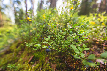 Process of collecting and picking berries in the forest of northern Sweden, Lapland, Norrbotten, near Norway border, girl picking cranberry, lingonberry, cloudberry, blueberry, bilberry and others