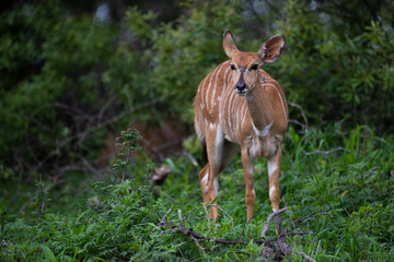 Naklejka na ściany i meble Female Nyala antelope seen on a safari in South Africa