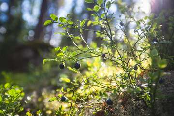 Process of collecting and picking berries in the forest of northern Sweden, Lapland, Norrbotten, near Norway border, girl picking cranberry, lingonberry, cloudberry, blueberry, bilberry and others