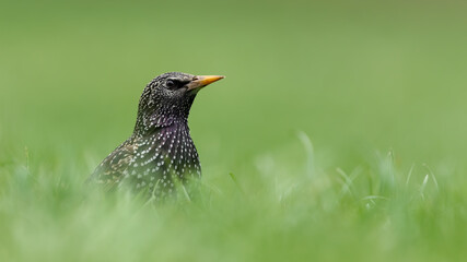 Common starling or European starling (Sturnus vulgaris) in the natural environment, eating in the grass. Clear light green background