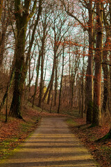 The path in the park is cut by the spring sun.