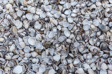 close up of shells