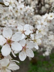 tree flowers