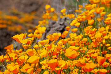 North Table Mountain, California, USA