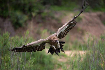 White Backed vulture coming into land at a carcass on a safari in South Africa 