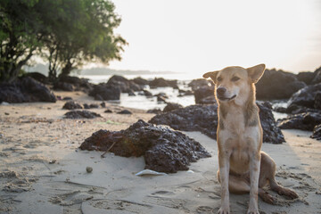 smiling dog at the beach