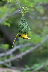 Masked Weaver bird making a nest on a safari in South Africa 