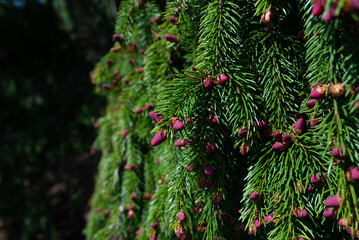evergreen tree of Picea abies nature botany wood