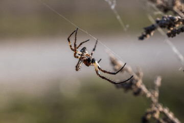 Macro photo of a small long-legged spider lurking for prey.