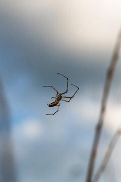 Macro photo of a small long-legged spider lurking for prey.