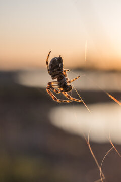 Macro photo of a small spider weaving a web at dusk.