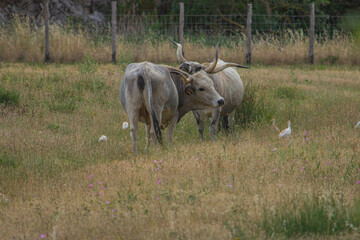 Maremma cows reared in the wild in the Tuscan pasture. Maremma, Italy.