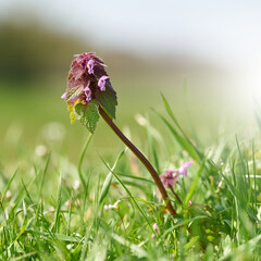 flowering deadnettle (Lamium purpureum) on a meadow in a park in springtime