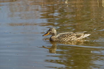 A Female Mallard in the Water
