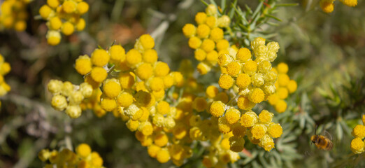 Wild Helichrysum yellow flower. Concepts of pollination. Bush of yellow flowers. Blurred background.