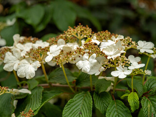 Flowers and buds on a Japanese snowball bush