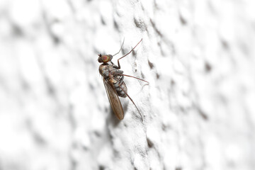 Mosquito
