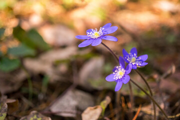 Spring blue flowers in the forest. Macro. Soft focus. Spring concept