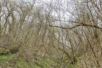 Early spring vegetation in a rugged forest on a mountain slope during the day