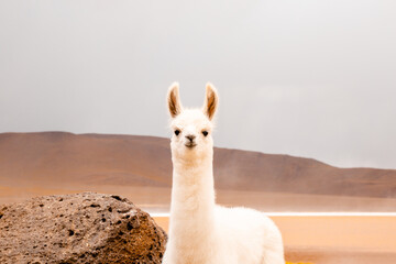 a lama looking at the camera © Roma